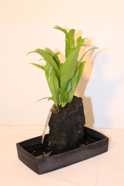 Lavaplant - Asplenium / Plante sur roche de Lave - Asplenium