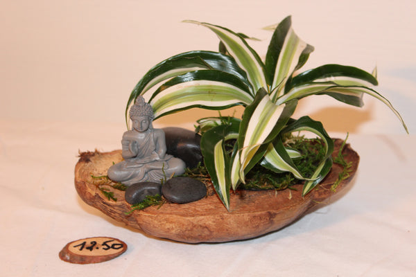 Plantcreatie op halve cocos (A) / Création de plantes sur demi coco (A)