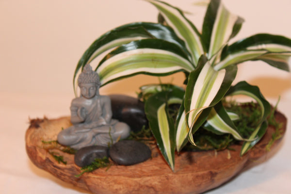 Plantcreatie op halve cocos (A) / Création de plantes sur demi coco (A)