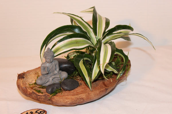 Plantcreatie op halve cocos (A) / Création de plantes sur demi coco (A)