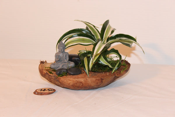 Plantcreatie op halve cocos (A) / Création de plantes sur demi coco (A)