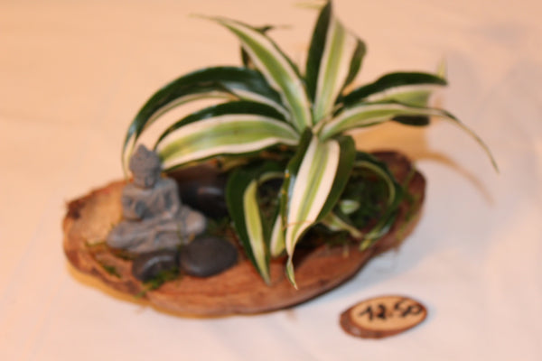 Plantcreatie op halve cocos (A) / Création de plantes sur demi coco (A)