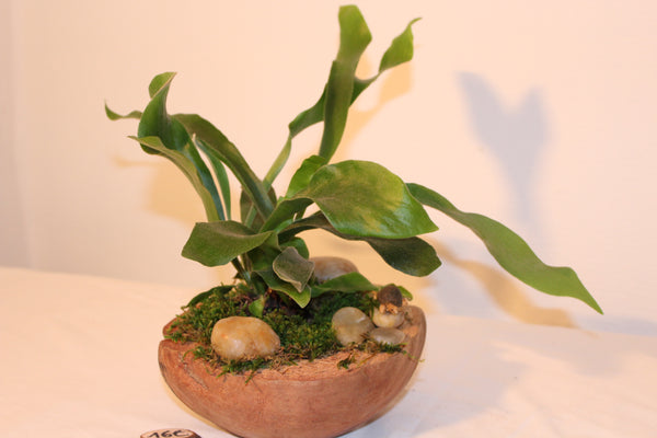 Plantcreatie op halve cocos (C) / Création de plantes sur demi coco (C)