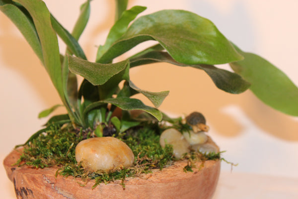 Plantcreatie op halve cocos (C) / Création de plantes sur demi coco (C)