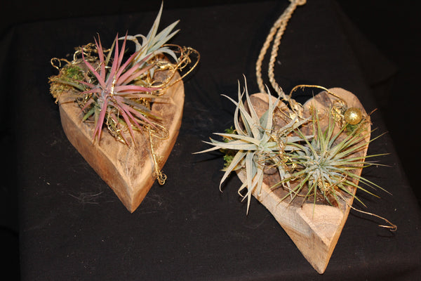 Houten Hart met Tillandsia / Coeur en bois avec Tillandsia