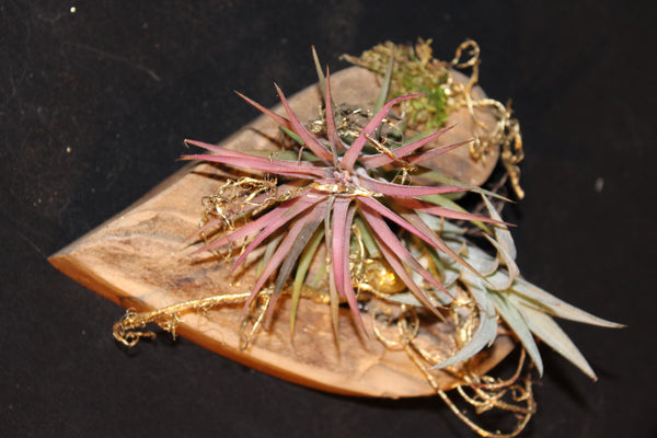 Houten Hart met Tillandsia / Coeur en bois avec Tillandsia