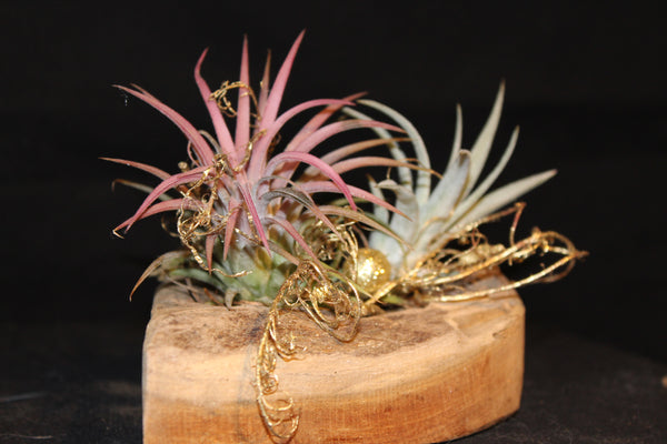 Houten Hart met Tillandsia / Coeur en bois avec Tillandsia