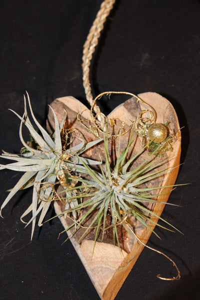 Houten Hart met Tillandsia / Coeur en bois avec Tillandsia