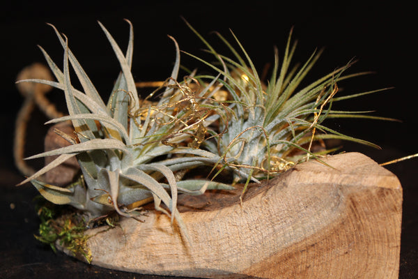 Houten Hart met Tillandsia / Coeur en bois avec Tillandsia