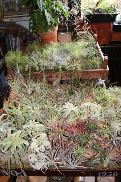 SET 9 Baby Luchtplantjes – Tillandsia – Air Plant - Plantes Aérienne Bébé