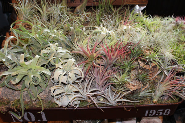 SET  6 Luchtplanten – Tillandsia – Air Plant - Plantes Aérienne