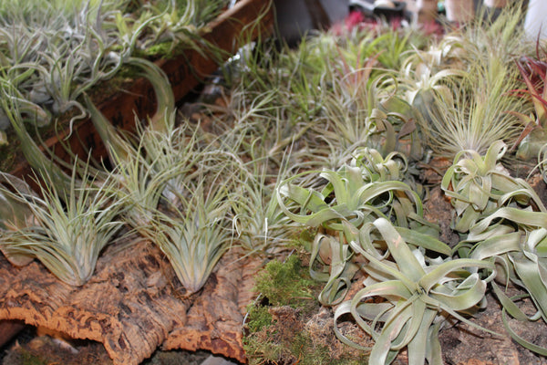 SET 9 Baby Luchtplantjes – Tillandsia – Air Plant - Plantes Aérienne Bébé