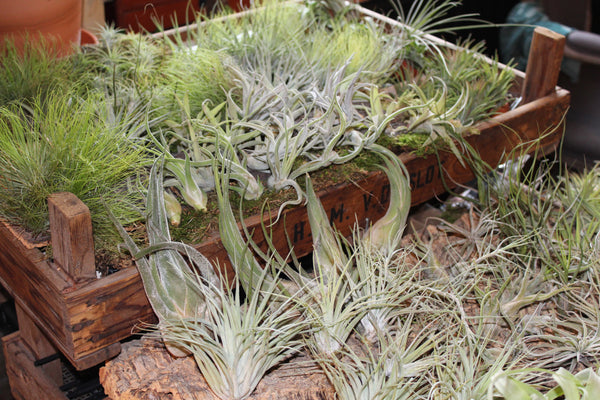 SET 9 Baby Luchtplantjes – Tillandsia – Air Plant - Plantes Aérienne Bébé