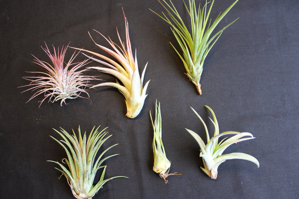 SET  6 Luchtplanten – Tillandsia – Air Plant - Plantes Aérienne