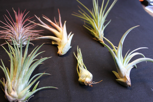 SET  6 Luchtplanten – Tillandsia – Air Plant - Plantes Aérienne