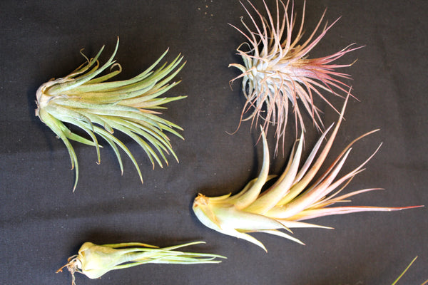 SET  6 Luchtplanten – Tillandsia – Air Plant - Plantes Aérienne