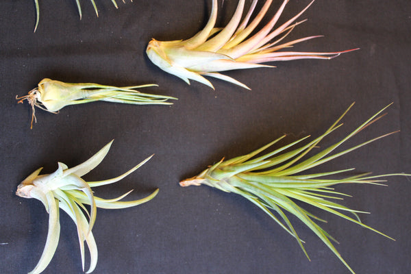 SET  6 Luchtplanten – Tillandsia – Air Plant - Plantes Aérienne