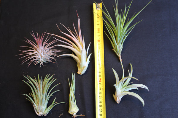 SET  6 Luchtplanten – Tillandsia – Air Plant - Plantes Aérienne