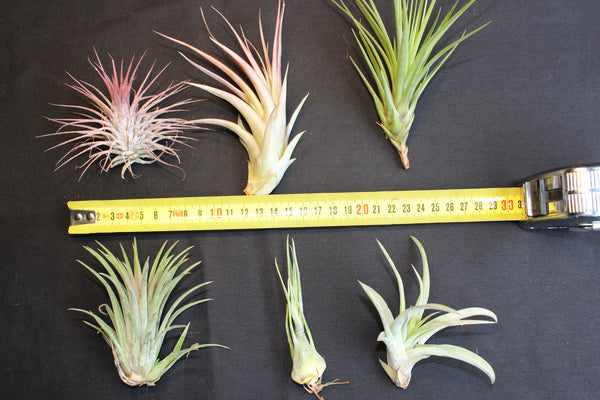 SET  6 Luchtplanten – Tillandsia – Air Plant - Plantes Aérienne
