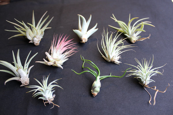 SET 9 Baby Luchtplantjes – Tillandsia – Air Plant - Plantes Aérienne Bébé