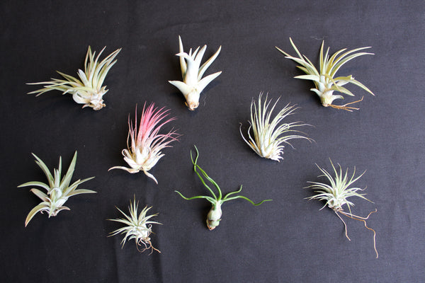 SET 9 Baby Luchtplantjes – Tillandsia – Air Plant - Plantes Aérienne Bébé