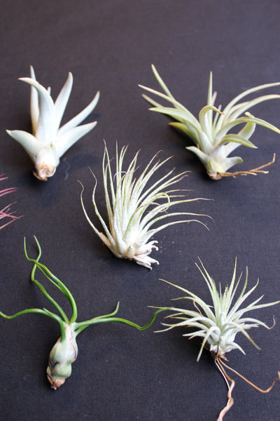 SET 9 Baby Luchtplantjes – Tillandsia – Air Plant - Plantes Aérienne Bébé