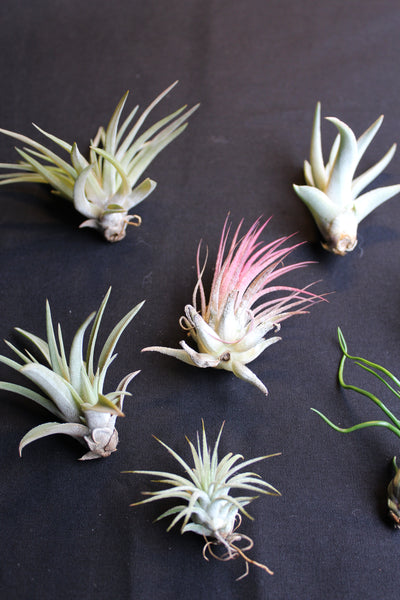 SET 9 Baby Luchtplantjes – Tillandsia – Air Plant - Plantes Aérienne Bébé