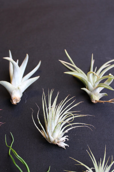 SET 9 Baby Luchtplantjes – Tillandsia – Air Plant - Plantes Aérienne Bébé