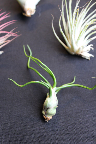 SET 9 Baby Luchtplantjes – Tillandsia – Air Plant - Plantes Aérienne Bébé