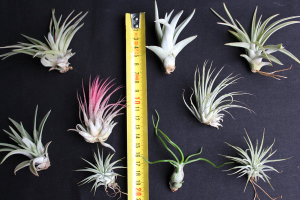 SET 9 Baby Luchtplantjes – Tillandsia – Air Plant - Plantes Aérienne Bébé