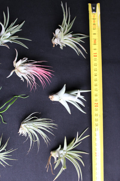 SET 9 Baby Luchtplantjes – Tillandsia – Air Plant - Plantes Aérienne Bébé