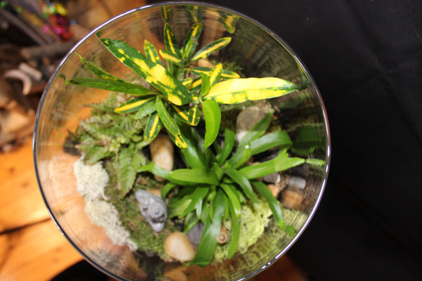 Terrarium mini planten (GL1) - groot wijnglas / grand verre à vin