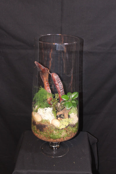 Terrarium mini planten (GL2)