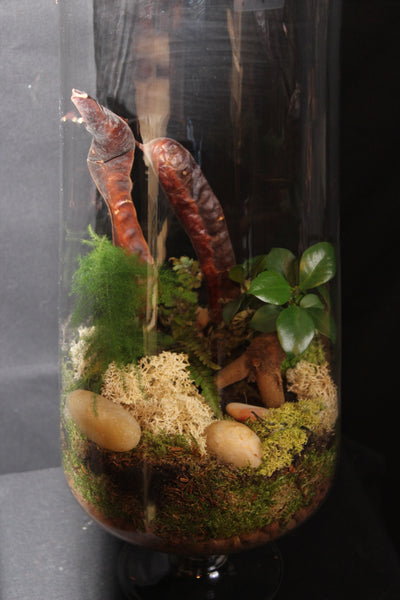 Terrarium mini planten (GL2)