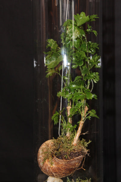 Terrarium mini planten (HG1)