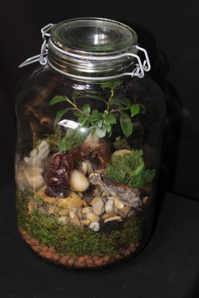 Terrarium mini planten (cls) - grote steriliseerpot / grand pot à stériliser