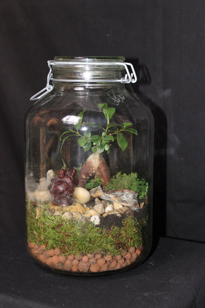 Terrarium mini planten (cls) - grote steriliseerpot / grand pot à stériliser