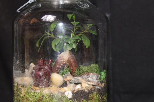 Terrarium mini planten (cls) - grote steriliseerpot / grand pot à stériliser