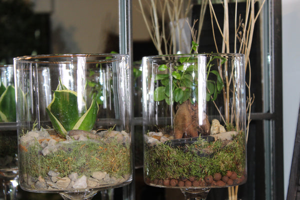 Terrarium mini planten (duo) - glas op voet / verre sur pied