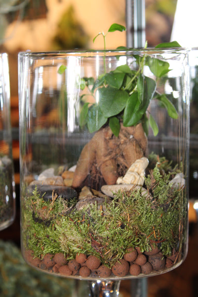 Terrarium mini planten (duo) - glas op voet / verre sur pied