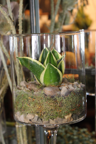 Terrarium mini planten (duo) - glas op voet / verre sur pied
