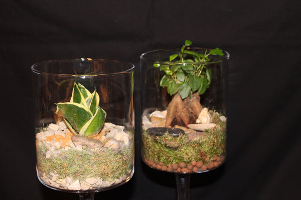 Terrarium mini planten (duo) - glas op voet / verre sur pied