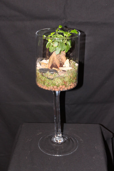 Terrarium mini planten (duo) - glas op voet / verre sur pied