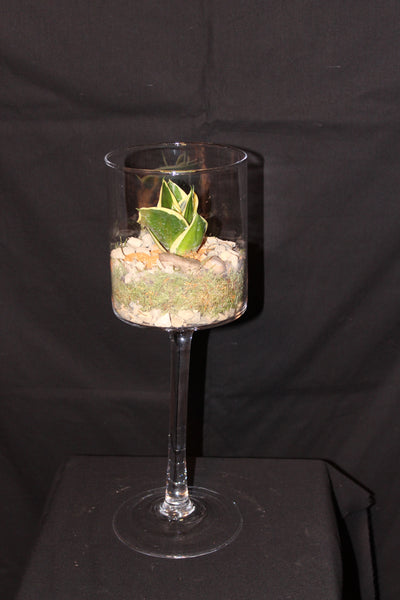 Terrarium mini planten (duo) - glas op voet / verre sur pied