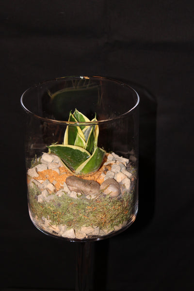 Terrarium mini planten (duo) - glas op voet / verre sur pied