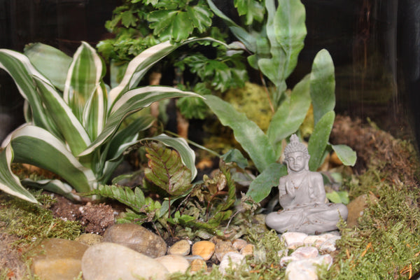 Terrarium mini planten (opn)