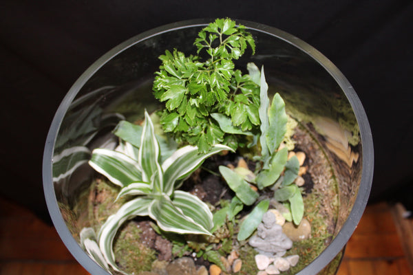 Terrarium mini planten (opn)