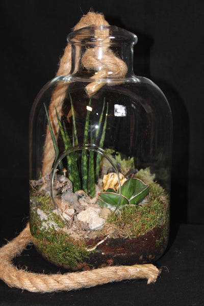 Terrarium mini planten (tw)