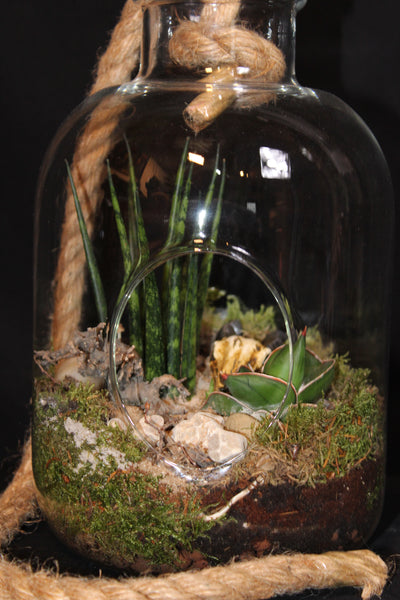 Terrarium mini planten (tw)