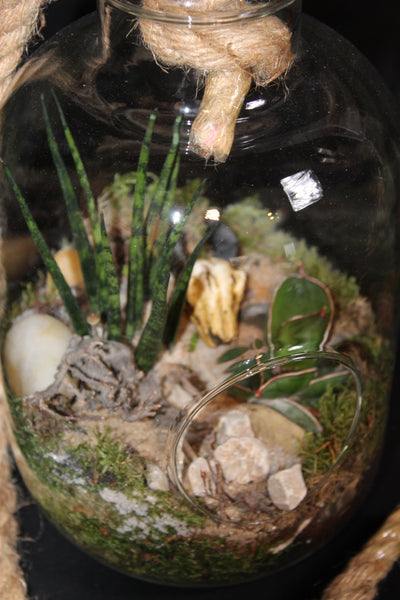 Terrarium mini planten (tw)